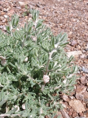 Dissocarpus paradoxus