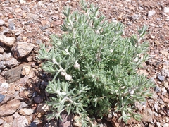 Dissocarpus paradoxus