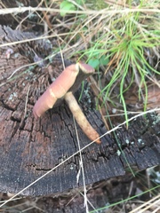 Hypholoma lateritium