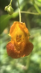 Impatiens capensis