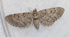 Eupithecia intricata