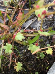Saxifraga cernua