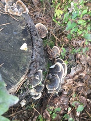 Trametes versicolor