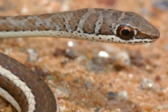 Stripe-Bellied Sand Snake photo 4