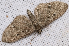 Eupithecia tripunctaria