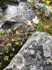 Saxifraga cernua