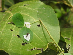 Pentatomomorpha