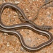 Stripe-bellied Sand Snake - Photo no rights reserved, uploaded by Marius Burger