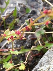 Saxifraga cernua