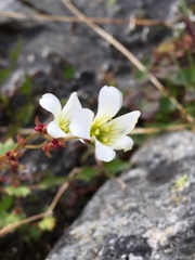 Saxifraga cernua