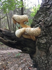 Pleurotus levis