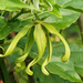 Ylang Ylang - Photo (c) 106611639464075912591, some rights reserved (CC BY-NC-SA), uploaded by Jonathan Hiew
