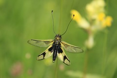 Libelloides longicornis