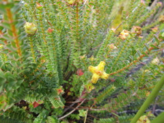 Penaea cneorum cneorum