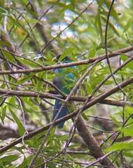 Apaloderma narina narina