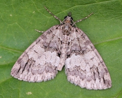 Hydriomena impluviata