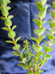 Penaea cneorum cneorum