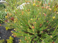 Penaea cneorum cneorum