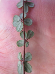 Indigofera sp19b