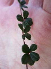 Indigofera sp19b