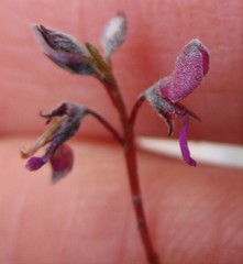 Indigofera sp19b