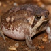 Ndumo Rain Frog - Photo no rights reserved, uploaded by Marius Burger