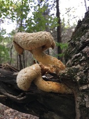 Pleurotus levis