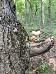 Pleurotus levis