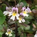 Eyebright - Photo (c) Keith W. Larson, some rights reserved (CC BY-NC), uploaded by Keith W. Larson