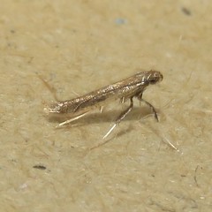 Caloptilia hypericella
