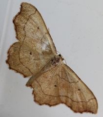 Idaea emarginata