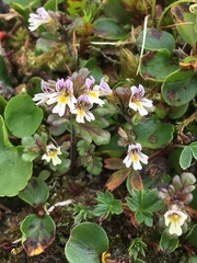 Euphrasia frigida