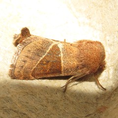 Lemmeria digitalis