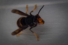 Vespa velutina