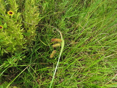 Carex comosa