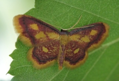 Idaea muricata