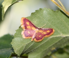 Idaea muricata