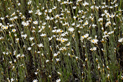 Rhodanthe corymbiflora