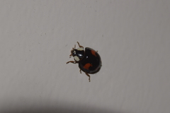 Harmonia axyridis