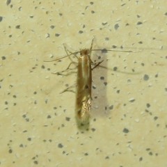 Cremastobombycia solidaginis