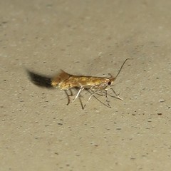 Cremastobombycia solidaginis