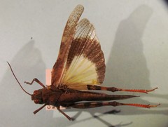 Spharagemon saxatile