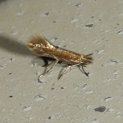 Cremastobombycia solidaginis