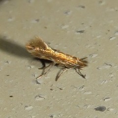 Cremastobombycia solidaginis