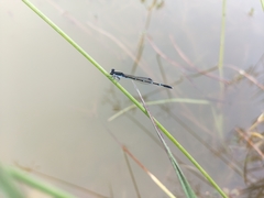 Agriocnemis splendidissima