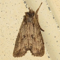 Lithophane patefacta