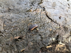 Porcellio duboscqui