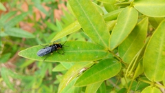 Adurgoa gonagra
