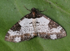 Melanthia procellata