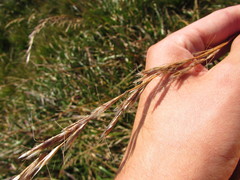 Helictochloa planiculmis
